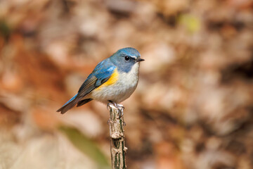 幸せの青い鳥、可愛いルリビタキ（ヒタキ科）。

日本国千葉県市川市、大町公園自然観察園にて。
2024年1月28日撮影。

A happy blue bird, the lovely Red-flanked Bluetail (Tarsiger cyanurus, family comprising flycatchers).

At Omachi park natural observation