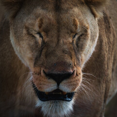 Closeup of an angry lioness walking in the savanna of Serengeti national park.