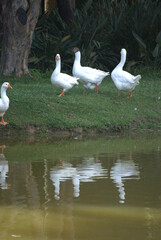 Pájaros disfrutando en el bosque, haciendo su nido.