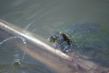 Tortugas chapoteando en la laguna.