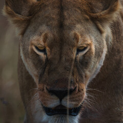 Closeup of an angry lioness walking in the savanna of Serengeti national park.