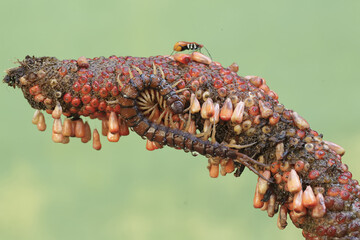 A centipede is ready to prey on a milkweed assassin bug on an anthurium flower cluster. This...