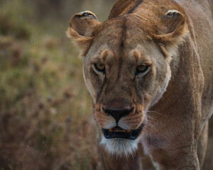 Closeup of an angry lioness walking in the savanna of Serengeti national park.