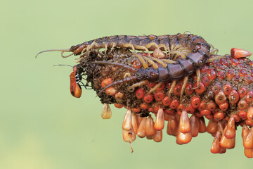 A centipede is ready to prey on a milkweed assassin bug on an anthurium flower cluster. This...
