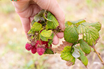 branch of raspberries dried in the sun in the gardener's hand. Lack of watering for the plant, hot summer