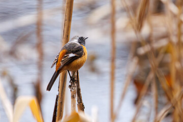 さえずる可愛いジョウビタキ（ヒタキ科）。

日本国千葉県市川市、大町公園自然観察園にて。
2024年1月28日撮影。

A Lovely Daurian Redstart (Phoenicurus auroreus, family comprising flycatchers) chirping.

At Omachi park natural observation garden, Ichika