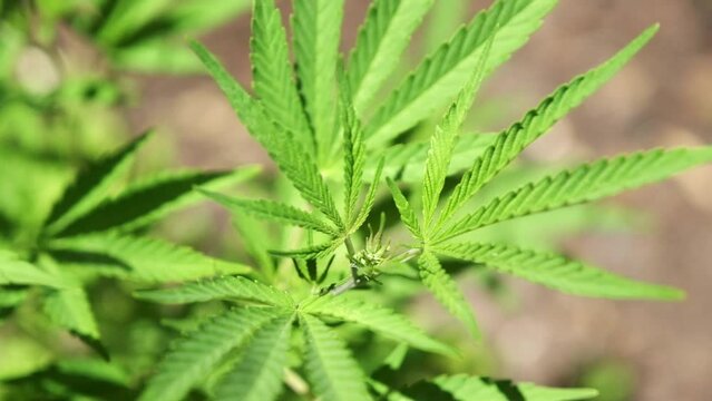 Cannabis plant growing outside in the sun