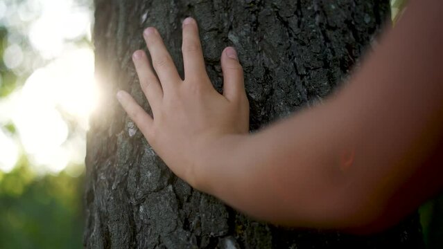 hand touches a tree in a forest park. travel nature protection adventure concept. a child's hand strokes a tree in a green forest lifestyle
