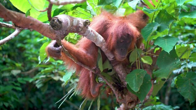 An orangutan in a tree in the jungle in North Sumatra, Indonesia.