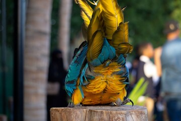 Fototapeta premium macaw's feather view from behind