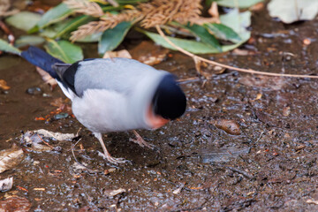 水を飲むため小川に下りた可愛いウソ（アトリ科）。

日本国千葉県市川市、大町公園自然観察園にて。
2024年1月28日撮影。

A beautiful Eurasian Bullfinch (Pyrrhula pyrrhula, family comprising finches) that went down to a stream to drink water.

At Omachi park