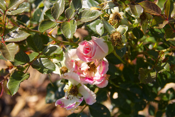 Pink Rose Blooming in the Summer Sun