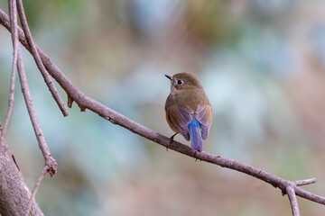 幸せの青い鳥、可愛いルリビタキ（ヒタキ科）。

日本国千葉県市川市、大町公園自然観察園にて。
2024年1月28日撮影。

A happy blue bird, the lovely Red-flanked Bluetail (Tarsiger cyanurus, family comprising flycatchers).

At Omachi park natural observation