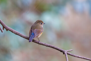 幸せの青い鳥、可愛いルリビタキ（ヒタキ科）。

日本国千葉県市川市、大町公園自然観察園にて。
2024年1月28日撮影。

A happy blue bird, the lovely Red-flanked Bluetail (Tarsiger cyanurus, family comprising flycatchers).

At Omachi park natural observation
