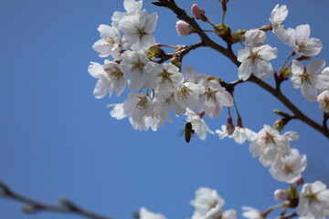桜満開
