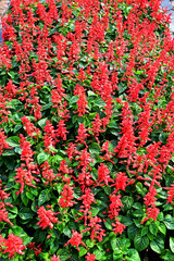 Closeup of Beautiful Red Salvia Flowers with flowers bunched on the trunk like cannons in the garden, Thailand.