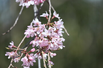 桜満開