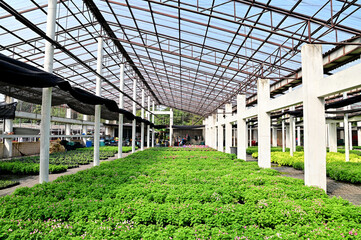 Closeup of Scenery in a greenhouse with many different kinds of trees and flowers placed in a beautiful row. Concept a place to cultivate tree seedlings and flowers in Thailand.