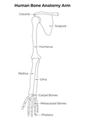 Human Bone Anatomy Arm Science Design Vector Illustration