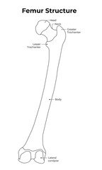 Obraz premium Femur Structure Science Design Vector Illustration