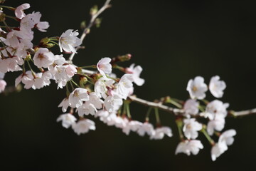 桜満開