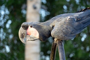 close up of a bird