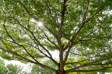 View under of the tree small leaves and branches spread under a shady tree over the blue sky background.