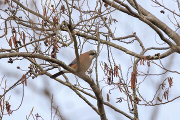 美しいカケス（カラス科）

日本国千葉県市川市、大町公園自然観察園にて。
2024年1月28日撮影。

Beautiful Eurasian Jay (Garrulus glandarius, family comprising crows).

At Omachi park natural observation garden, Ichikawa, Chiba, Japan,
photo by 