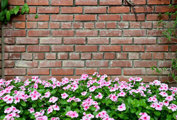 Closeup of Many beautiful pink flowers Planted near an old red brick wall for decorating the garden beautifully with a walkway in the garden background at Thailand.