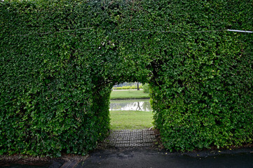 Closeup of Beautiful Green Tunnel of Trees on a small path with natural background in the park at Thailand.