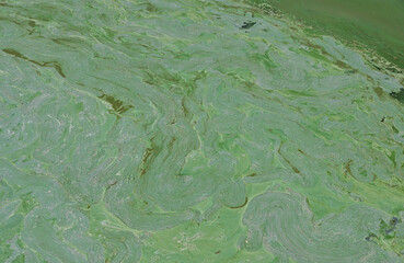 Top Views of Green Water Surface from growing moss and algae in the pond inside the park at Thailand. Concept of environment and wastewater pollution.