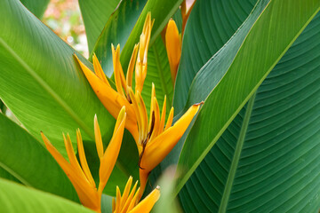 close up of tropical flower - 725192232