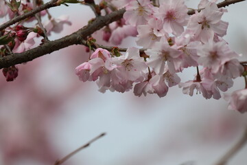 桜満開