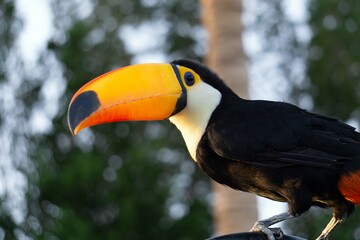 portrait of a toucan bird