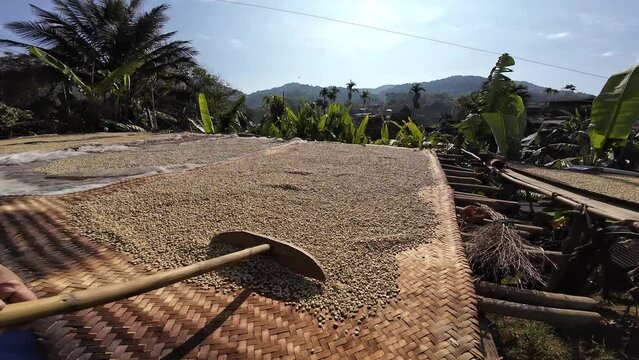 Rural man drying coffee beans in solar dryer, Dry organic green bean selecting in coffee milling process