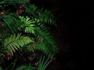 Kiokio fern over forest stream