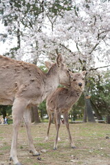 奈良公園の鹿