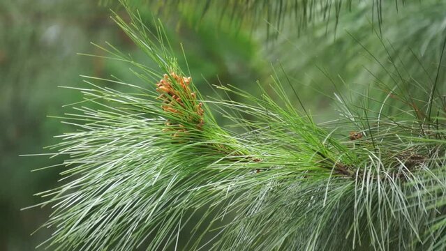 Pine flower on the tree with a natural background