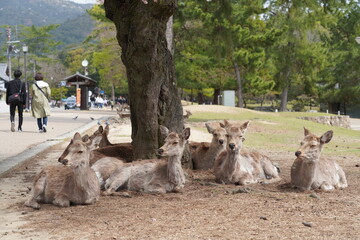 Naklejka premium 奈良公園の鹿