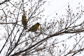 マヒワ