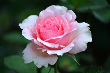 Flores,flores,un gran regalo para nuestros sentidos.