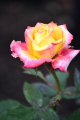 Flores,flores,un gran regalo para nuestros sentidos.