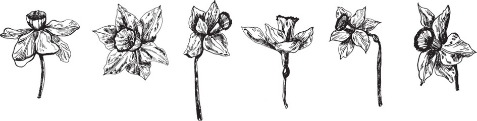 The bud of the narcissus flower is a graphic highlighted on a white background. Narcissus ink graphics, hand-drawn. . Vector illustration - obrazy, fototapety, plakaty