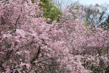 桜満開
