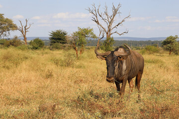 Obraz premium Streifengnu / Blue wildebeest / Connochaetes taurinus