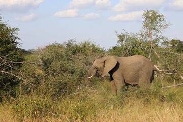 Naklejka premium Afrikanischer Elefant / African elephant / Loxodonta africana