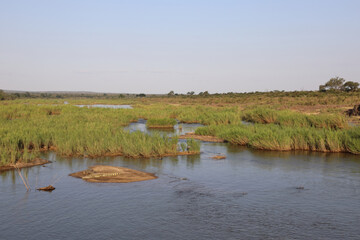 Afrikanischer Busch - Krügerpark - Sabie River / African Bush - Kruger Park - Sabie River /