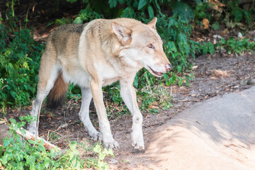 Gray wolf in forest on the green grass. The wolf, Canis lupus