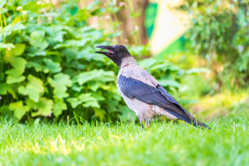 Hooded crow, corvus cornix, standing on the lawn in the spring or summer