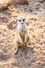 Meerkat, Suricata suricatta, on hind legs. Portrait of meerkat standing on hind legs with alert expression. Portrait of a funny meerkat sitting on its hind legs.